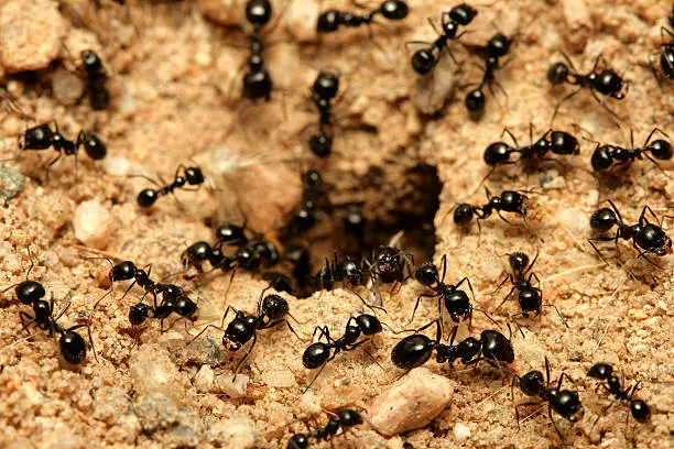 black ants gardans